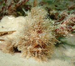 Antennarius striatus