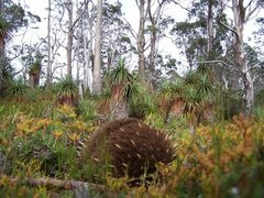 Tachyglossus aculeatus setosus