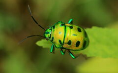 Chrysocoris