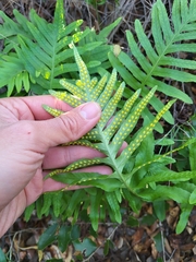 Polypodium cambricum