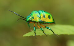 Chrysocoris