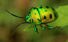 Chrysocoris