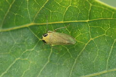 Calodia kirkaldyi