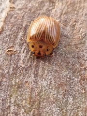 Paropsisterna intacta