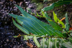 Acrostichum speciosum