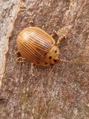 Paropsisterna intacta