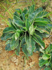 Lichtensteinia trifida