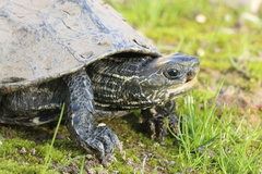 Mauremys rivulata