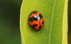 Coccinella transversalis