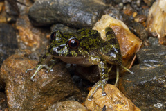 Serranobatrachus carmelitae