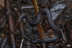 Atractus sanctaemartae