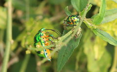 Chrysocoris