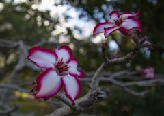 Adenium multiflorum