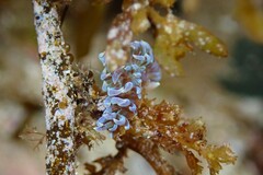 Phyllodesmium macphersonae