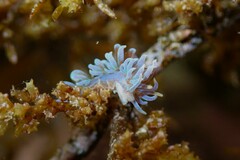 Phyllodesmium macphersonae