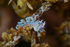 Phyllodesmium macphersonae