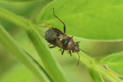 Liorhyssus