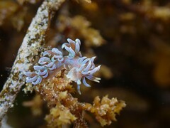 Phyllodesmium macphersonae