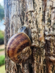 Cornu aspersum