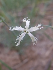 Dianthus kuschakewiczii