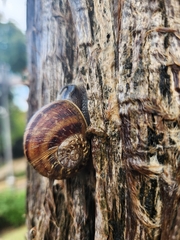 Cornu aspersum