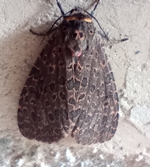 Olepa ricini