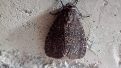 Olepa ricini