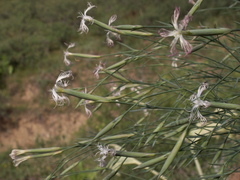 Dianthus kuschakewiczii
