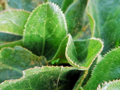 Lichtensteinia trifida