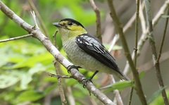 Pachyramphus versicolor