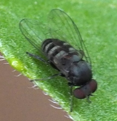 Lindneromyia