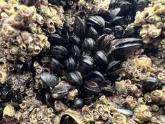 Xenostrobus neozelanicus