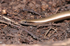 Ablepharus kitaibelii