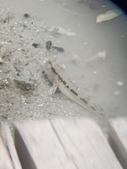 Periophthalmodon schlosseri