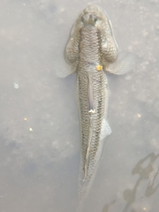 Periophthalmodon schlosseri