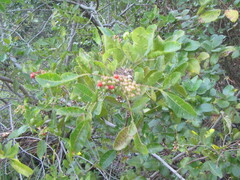 Schinus terebinthifolia