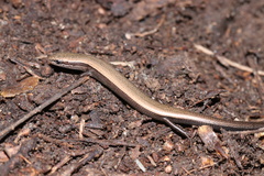 Ablepharus kitaibelii