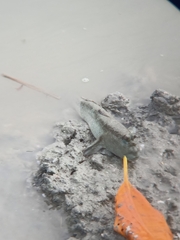 Periophthalmodon schlosseri