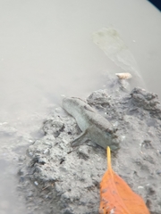 Periophthalmodon schlosseri