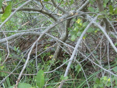 Schinus terebinthifolia