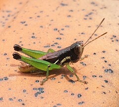 Methiolopsis geniculata