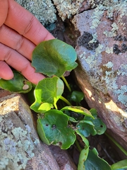 Umbilicus rupestris