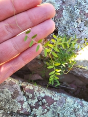 Vicia villosa