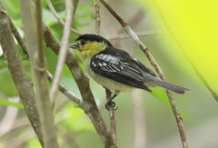 Pachyramphus versicolor