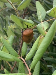 Tessaratoma papillosa