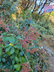 Pieris japonica taiwanensis