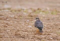 Falco columbarius