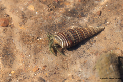 Caenogastropoda
