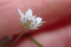 Alepidea capensis