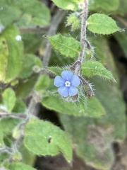 Thyrocarpus sampsonii